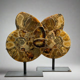 Ammonite Pair