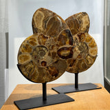 Ammonite Pair