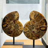 Ammonite Pair