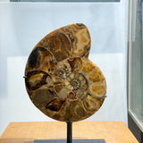 Ammonite Pair