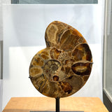 Ammonite Pair