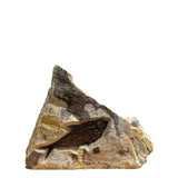 Diplomystus Fossil - 5 inch