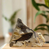 Diplomystus Fossil - 5 inch