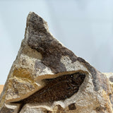 Diplomystus Fossil - 5 inch