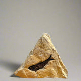 Knightia Fossil - 3.75 inch