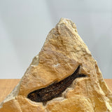 Knightia Fossil - 3.75 inch