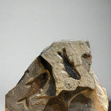 4 inch Knightia and 4.75 inch Diplomystus Fossil