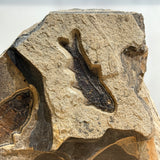 4 inch Knightia and 4.75 inch Diplomystus Fossil