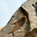4 inch Knightia and 4.75 inch Diplomystus Fossil