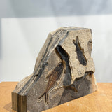 4 inch Knightia and 4.75 inch Diplomystus Fossil