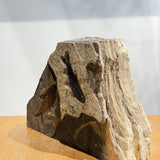 4 inch Knightia and 4.75 inch Diplomystus Fossil