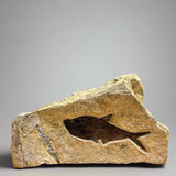 Diplomystus Fossil - 6.25 inch