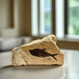 Diplomystus Fossil - 6.25 inch