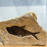 Diplomystus Fossil - 6.25 inch
