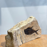 Diplomystus Fossil - 6.25 inch