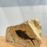 Diplomystus Fossil - 6.25 inch